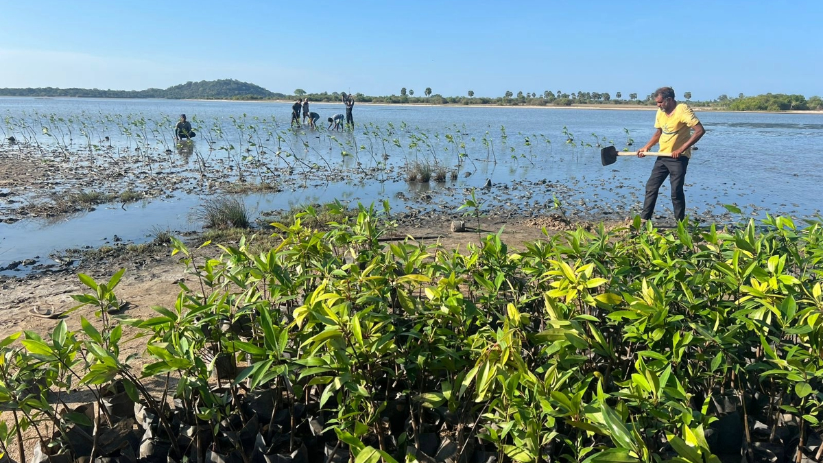 Volunteers planting mangrove saplings along a coastline in Sri Lanka.
